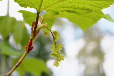Acer pensylvanicum - javor pensylvánský - květenství